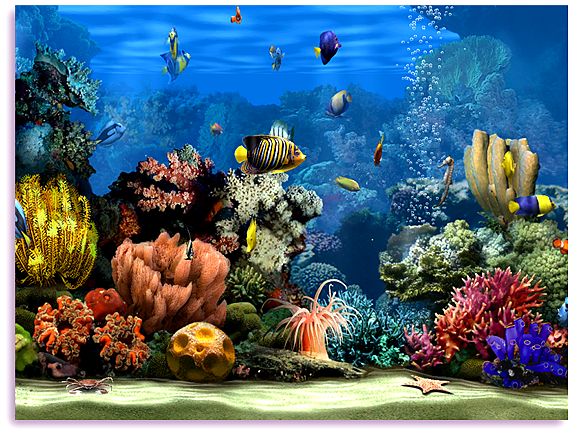 Aquarium screensaver mac free. download full version